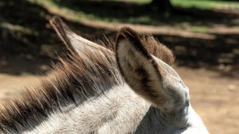 世界唯一！迫力のレースと動物園が冬でもまとめて楽しめちゃうスポット　「ふれあいの極意」を獣医師ママライターが解説｜北海道・帯広市「帯広競馬場」