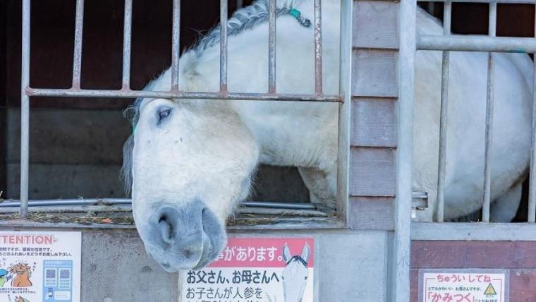 世界唯一！迫力のレースと動物園が冬でもまとめて楽しめちゃうスポット　「ふれあいの極意」を獣医師ママライターが解説｜北海道・帯広市「帯広競馬場」