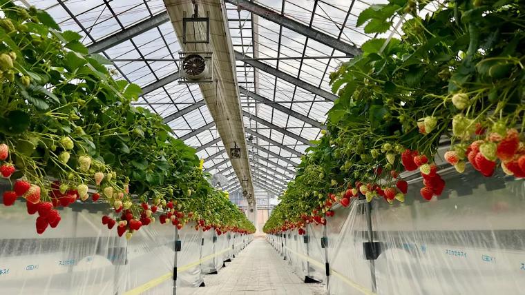 大粒いちごを楽しむ富山のいちご狩り【砺波・私と苺】併設カフェでは完熟いちごのパフェや大福も