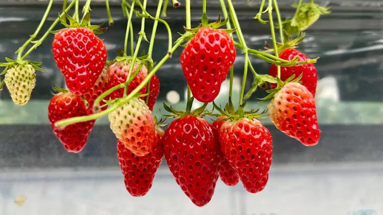 大粒いちごを楽しむ富山のいちご狩り【砺波・私と苺】併設カフェでは完熟いちごのパフェや大福も