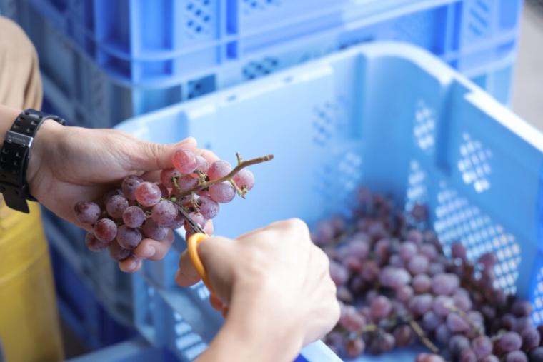 砂丘で育ったブドウから造る「北条ワイン」地震や産地名称…困難を乗り越えて繋ぐ、価値あるワイン｜鳥取県北栄町