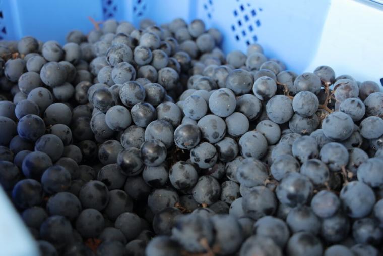 砂丘で育ったブドウから造る「北条ワイン」地震や産地名称…困難を乗り越えて繋ぐ、価値あるワイン｜鳥取県北栄町