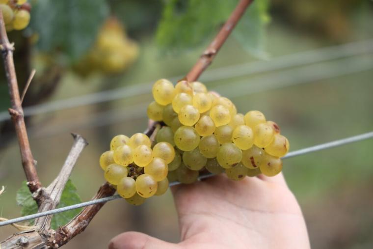 砂丘で育ったブドウから造る「北条ワイン」地震や産地名称…困難を乗り越えて繋ぐ、価値あるワイン｜鳥取県北栄町