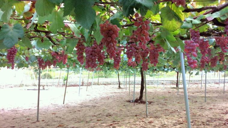 砂丘で育ったブドウから造る「北条ワイン」地震や産地名称…困難を乗り越えて繋ぐ、価値あるワイン｜鳥取県北栄町