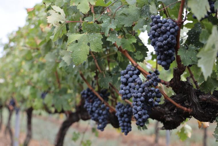 砂丘で育ったブドウから造る「北条ワイン」地震や産地名称…困難を乗り越えて繋ぐ、価値あるワイン｜鳥取県北栄町