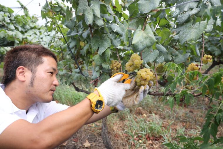 砂丘で育ったブドウから造る「北条ワイン」地震や産地名称…困難を乗り越えて繋ぐ、価値あるワイン｜鳥取県北栄町