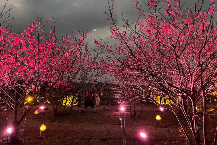 沖縄の桜前線は大自然と融合し世界遺産ではライトアップ！特別なひとときを「琉球寒緋桜」で体験（本部町・今帰仁村）
