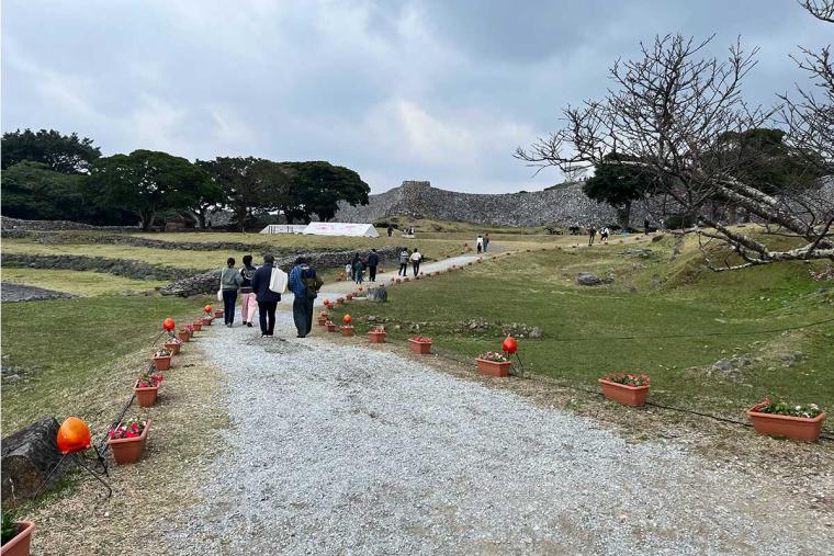 沖縄の桜前線は大自然と融合し世界遺産ではライトアップ！特別なひとときを「琉球寒緋桜」で体験（本部町・今帰仁村）