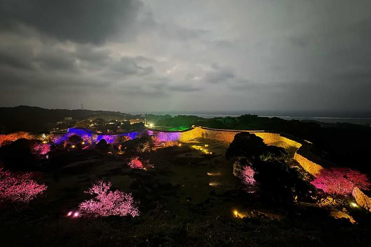 沖縄の桜前線は大自然と融合し世界遺産ではライトアップ！特別なひとときを「琉球寒緋桜」で体験（本部町・今帰仁村）