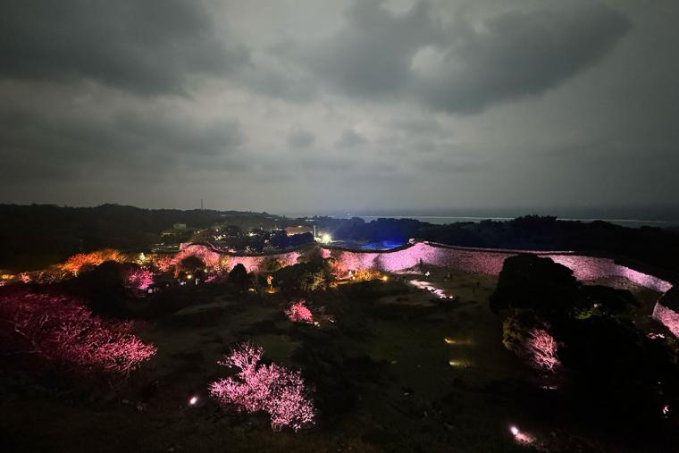 沖縄の桜前線は大自然と融合し世界遺産ではライトアップ！特別なひとときを「琉球寒緋桜」で体験（本部町・今帰仁村）