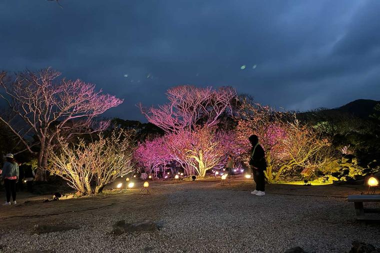 沖縄の桜前線は大自然と融合し世界遺産ではライトアップ！特別なひとときを「琉球寒緋桜」で体験（本部町・今帰仁村）