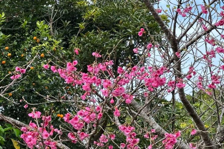 沖縄の桜前線は大自然と融合し世界遺産ではライトアップ！特別なひとときを「琉球寒緋桜」で体験（本部町・今帰仁村）