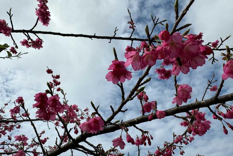 沖縄の桜前線は大自然と融合し世界遺産ではライトアップ！特別なひとときを「琉球寒緋桜」で体験（本部町・今帰仁村）
