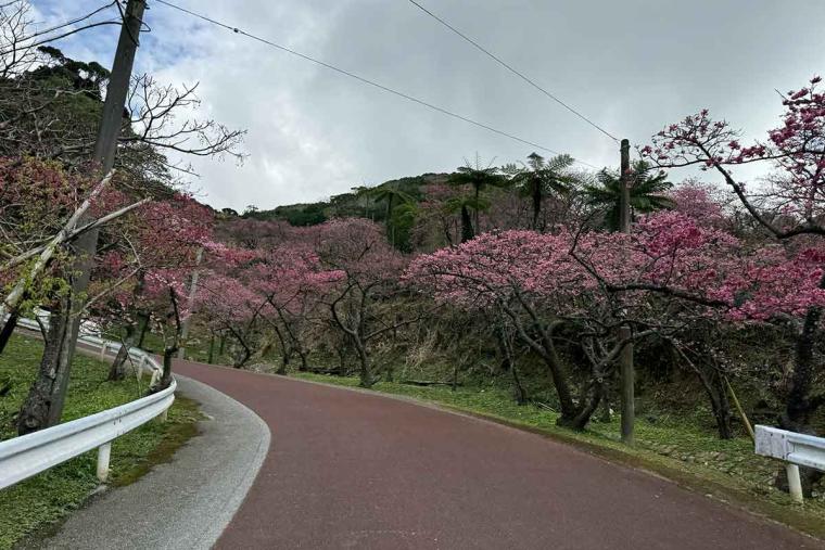 沖縄の桜前線は大自然と融合し世界遺産ではライトアップ！特別なひとときを「琉球寒緋桜」で体験（本部町・今帰仁村）