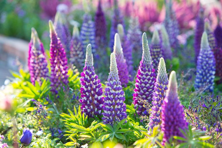 ハウステンボス チューリップ（2025年春）