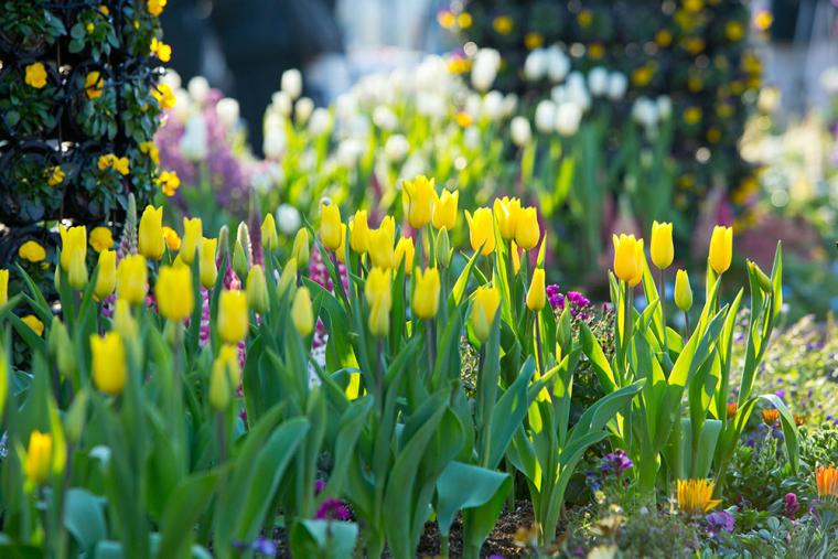 ハウステンボス チューリップ（2025年春）