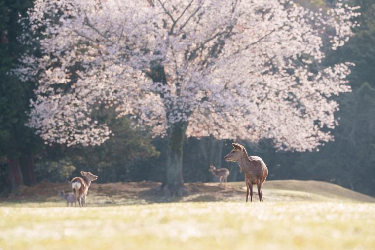 奈良公園