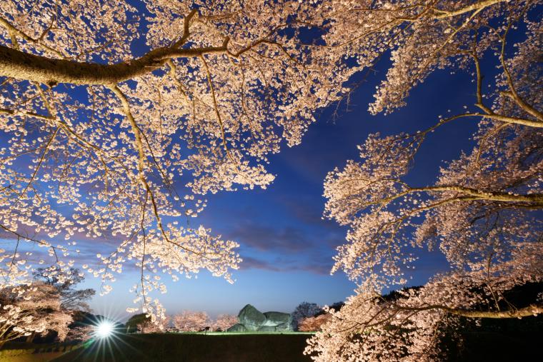 石舞台古墳の桜