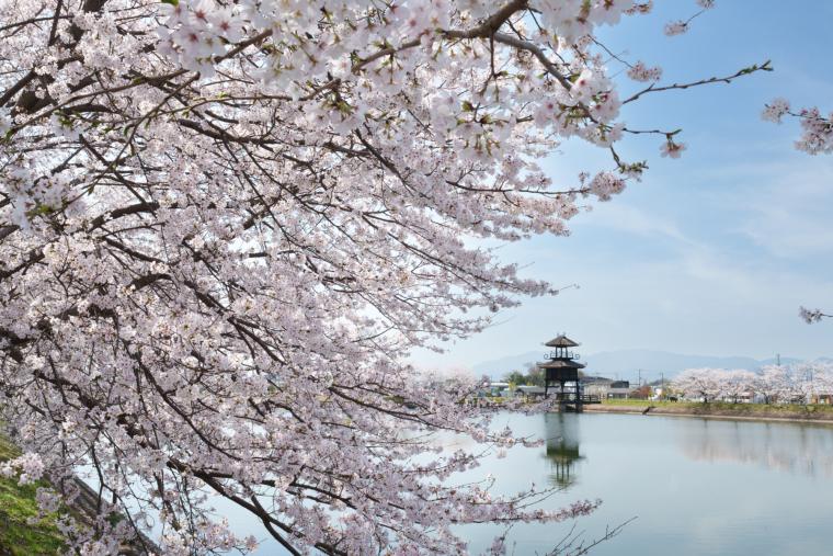 唐古・鍵遺跡の桜