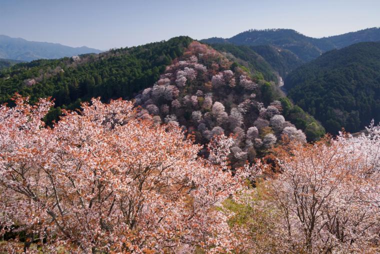 吉野山
