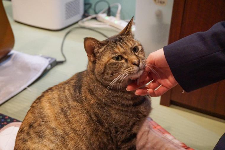 ねこ浴場＆ねこ旅籠保護猫カフェネコリパブリック大阪