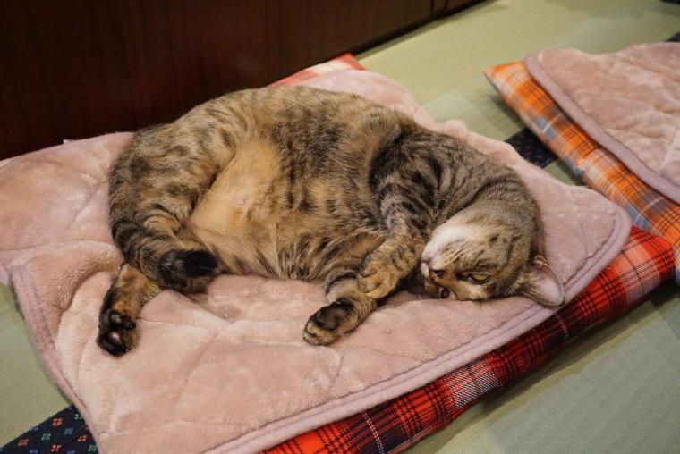 ねこ浴場＆ねこ旅籠保護猫カフェネコリパブリック大阪