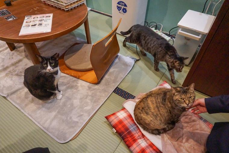 ねこ浴場＆ねこ旅籠保護猫カフェネコリパブリック大阪