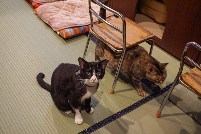 ねこ浴場＆ねこ旅籠保護猫カフェネコリパブリック大阪