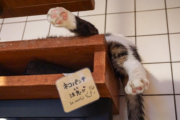 ねこ浴場＆ねこ旅籠保護猫カフェネコリパブリック大阪