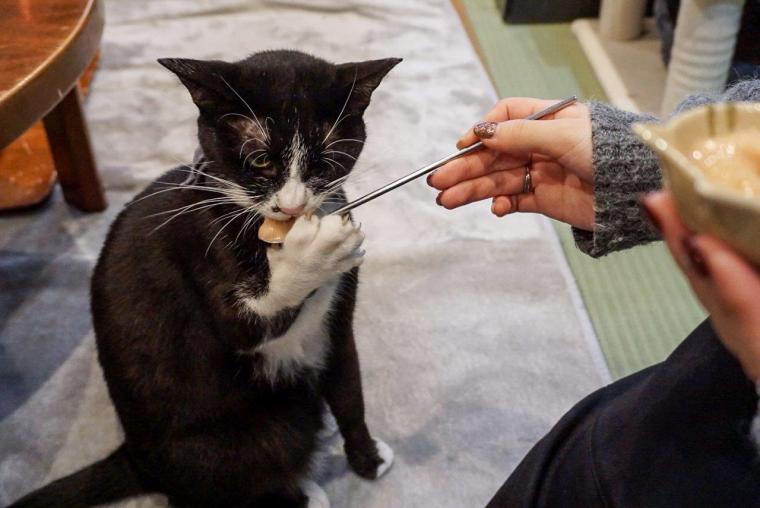 ねこ浴場＆ねこ旅籠保護猫カフェネコリパブリック大阪