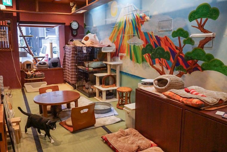 ねこ浴場＆ねこ旅籠保護猫カフェネコリパブリック大阪