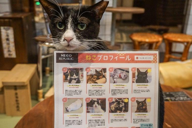 ねこ浴場＆ねこ旅籠保護猫カフェネコリパブリック大阪