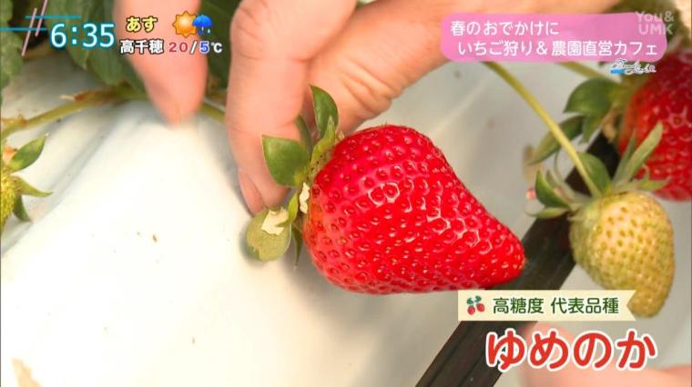 【宮崎】春のお出かけにぴったり！食べ放題のいちご狩り＆直営カフェ（宮崎市郡司分）