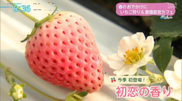 【宮崎】春のお出かけにぴったり！食べ放題のいちご狩り＆直営カフェ（宮崎市郡司分）