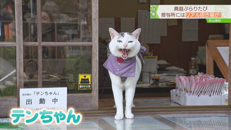 リアル招き猫「てんちゃん」が話題に。1200 年以上前に創建された、岡山県真庭市の由緒ある木山神社をご紹介