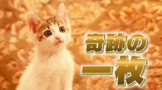 日本一の看板猫が大分に？すご～い猫ちゃん大集合SP