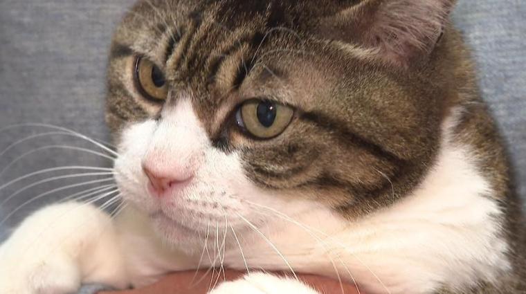 日本一の看板猫が大分に？すご～い猫ちゃん大集合SP