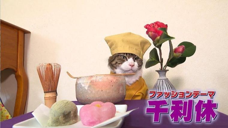 日本一の看板猫が大分に？すご～い猫ちゃん大集合SP