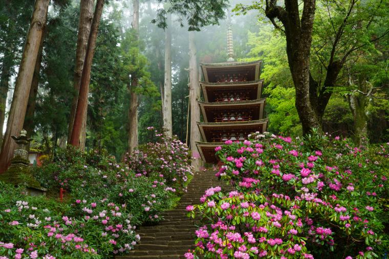 室生寺のシャクナゲ