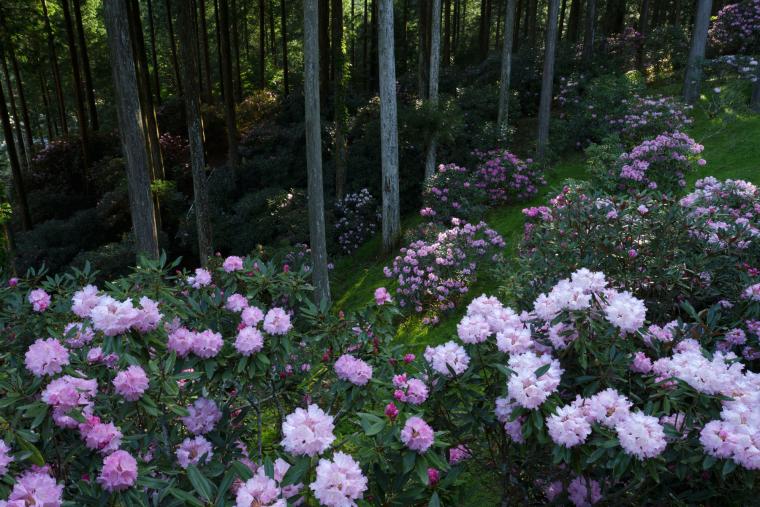 弁財天石楠花の丘
