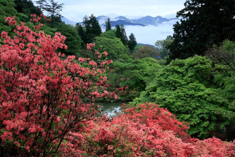 鳥見山公園のツツジ