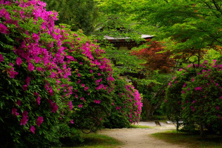長岳寺のツツジ