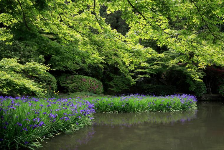 長岳寺のカキツバタ