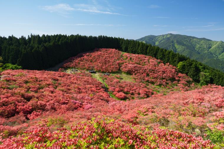葛城山のツツジ