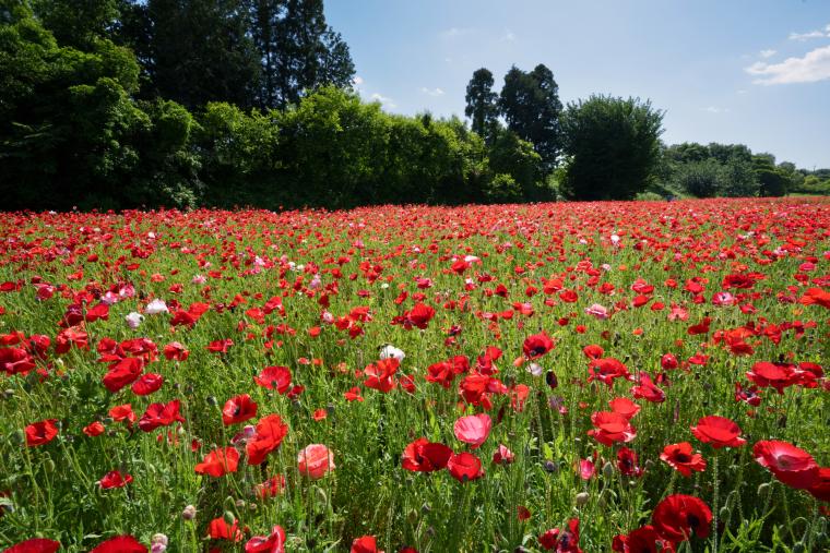 馬見丘陵公園のポピー