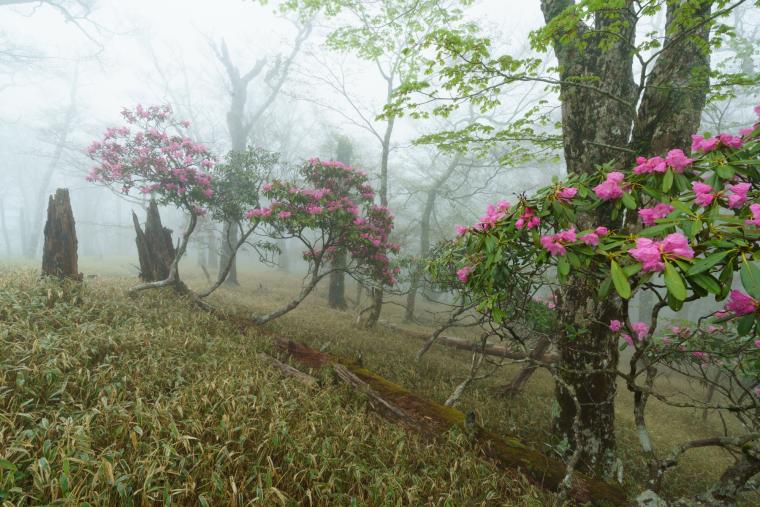 大台ケ原のシャクナゲ