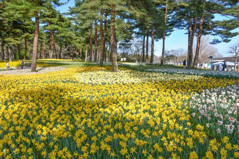 国営ひたち海浜公園・スイセン