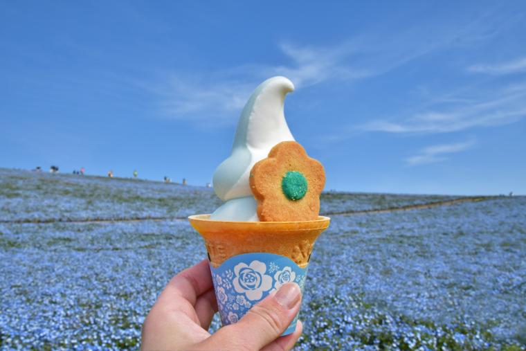 国営ひたち海浜公園・ネモフィラブルーソフト