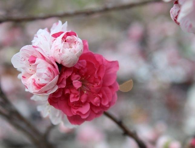 長野県阿智村・花桃