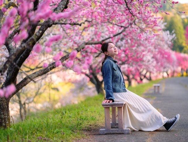 長野県阿智村「花桃まつり」